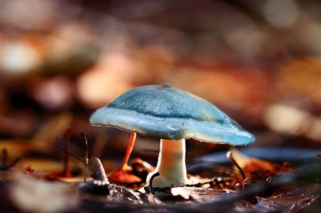ilustrasi jamur beracun - KedaiKata 2.jpg